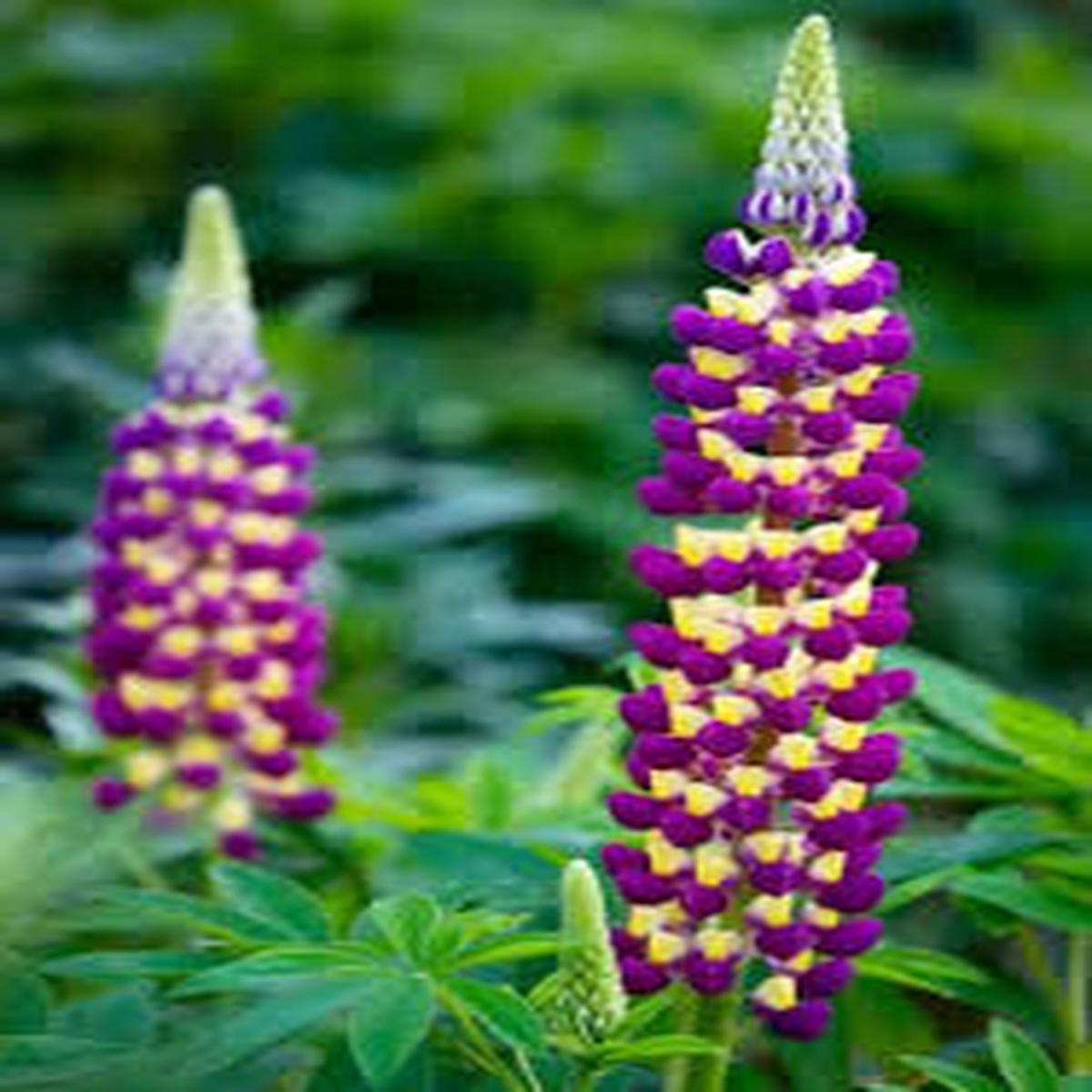 Lupine Wildflower Seeds Yellow & Purple for Planting  Heirloom, Non-GMO, Pollinator-Friendly