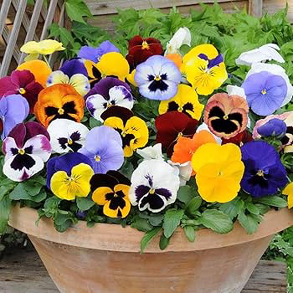 Mixed Colour Pansy Flower Seeds for Planting  Heirloom Non-GMO High Germination Organic Garden Seeds