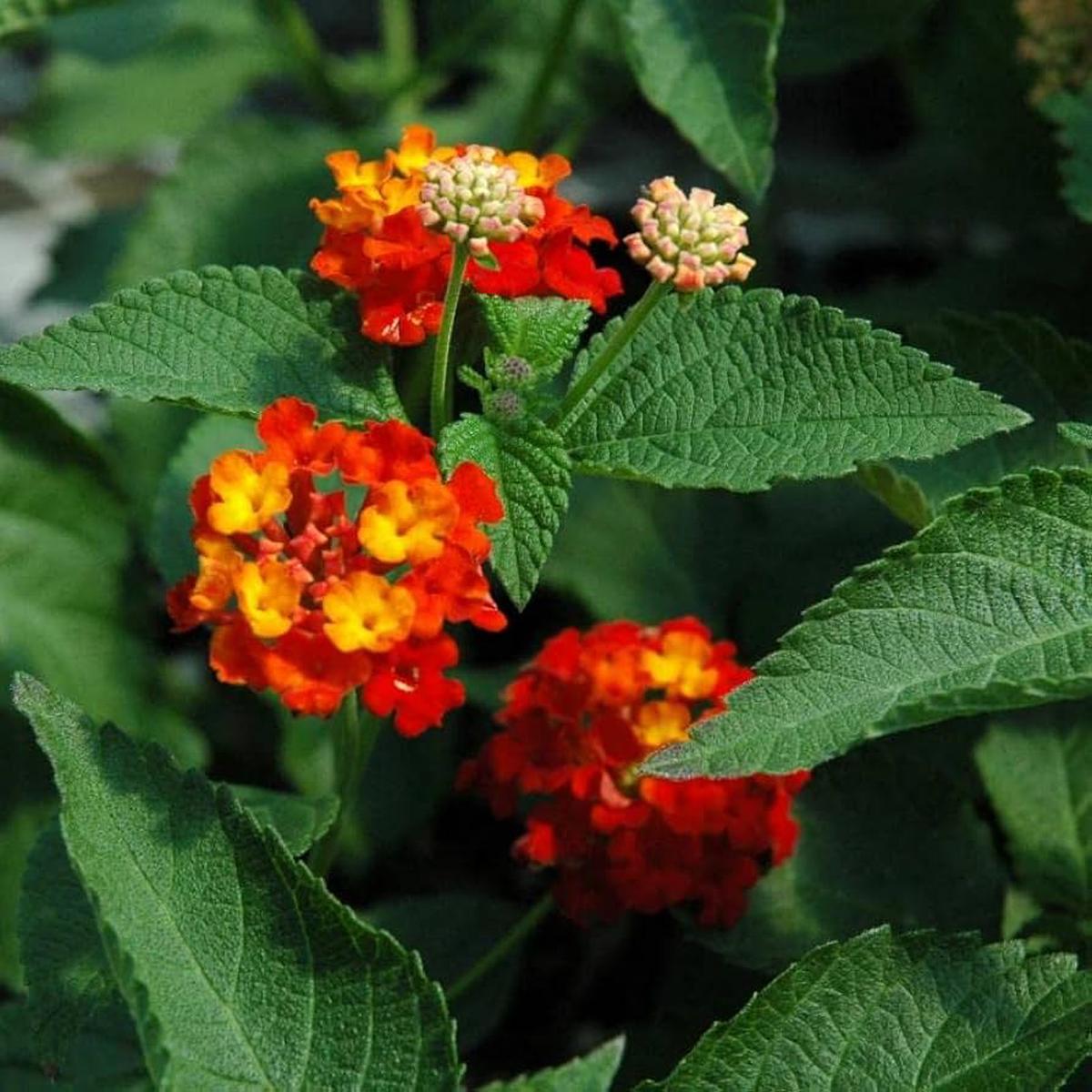 Orange Red Lantana Flower seeds for Planting - Pollinator Friendly, Heirloom & GMO Free Seeds for Home Garden