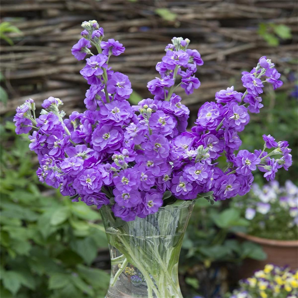 Organic Purple Matthiola Incana Seeds for Planting  Heirloom, Non-GMO, High Germination Flower Seeds