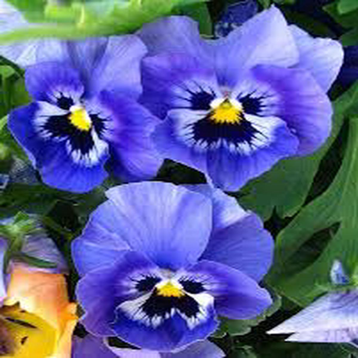 Pansy Blue Flower Seeds for Planting  Wildflower Mix, Heirloom, Non-GMO Organic Garden Seeds