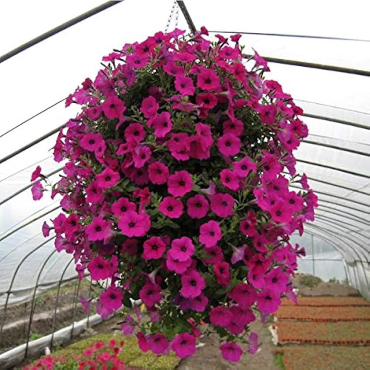 Pink Hanging Petunia Flower Seeds for Planting Heirloom, Non-GMO, High Germination Organic Garden Seeds, Easy to Grow Bright Blooms