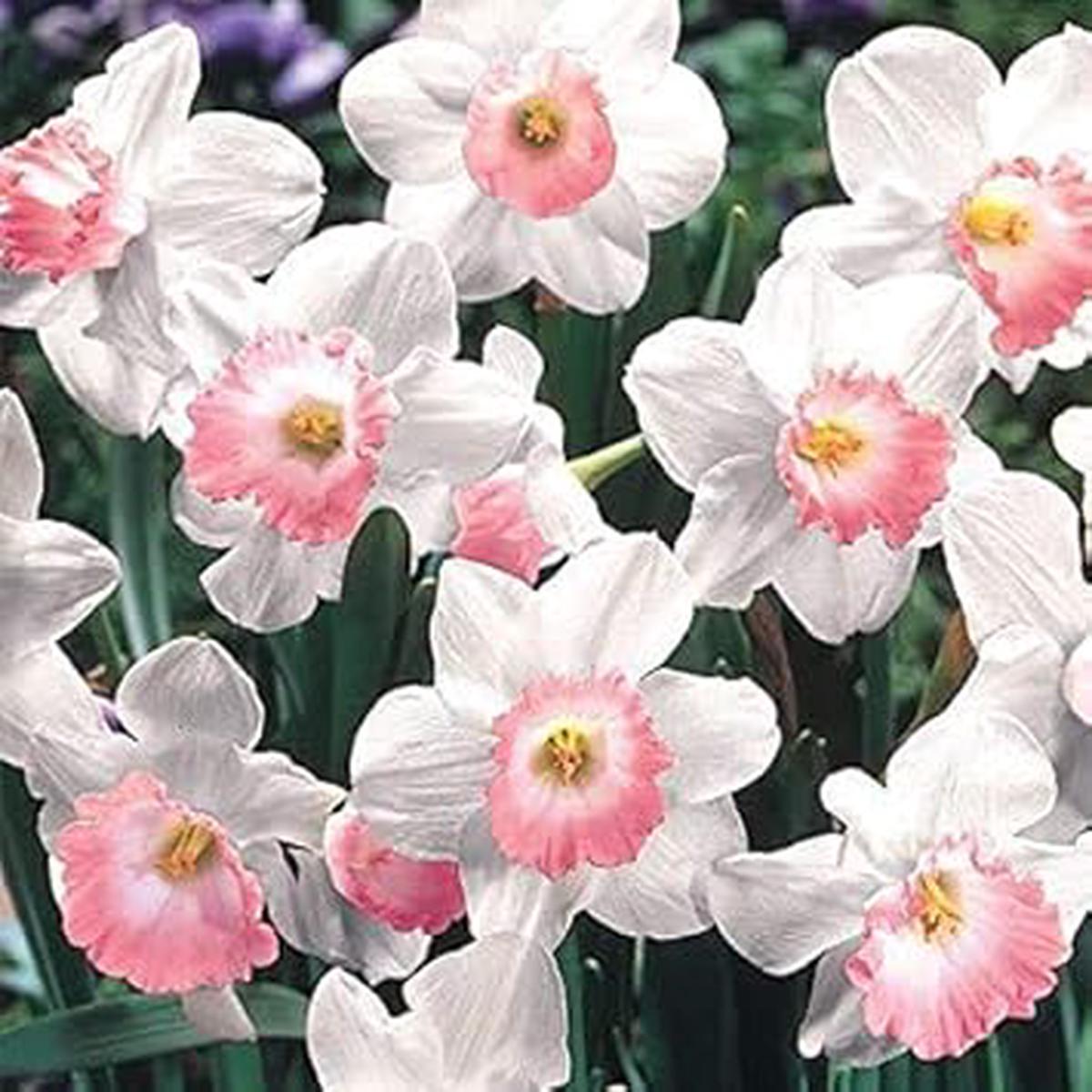 Pink Narcissus Seeds for Planting  Heirloom Non-GMO | High Germination Organic Garden Seeds