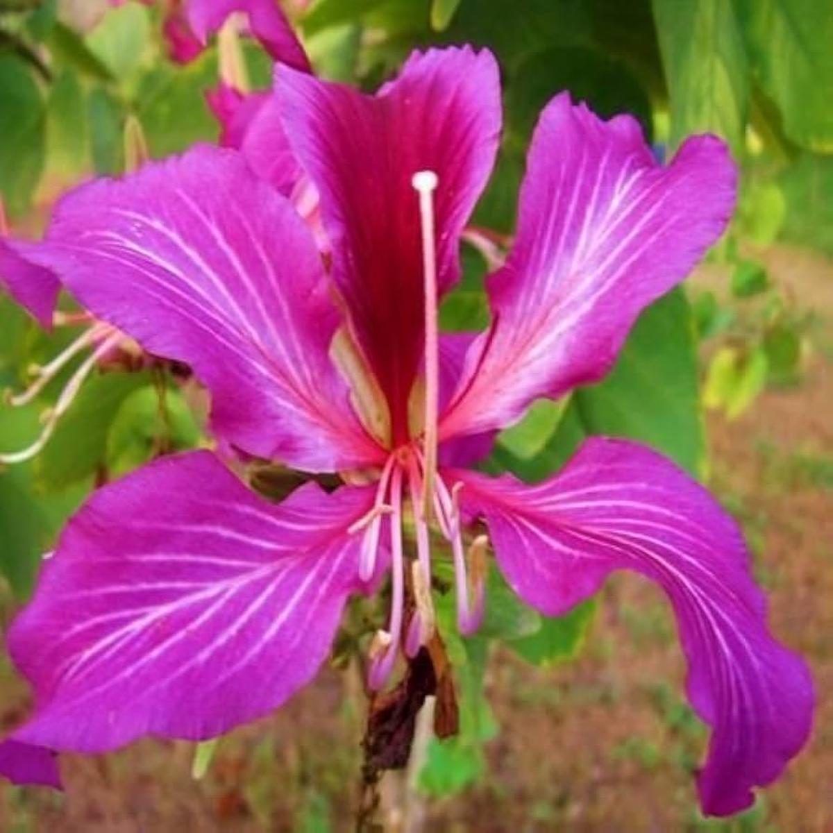 Purple Orchid Baum Samen, Bauhinia Purpurea
