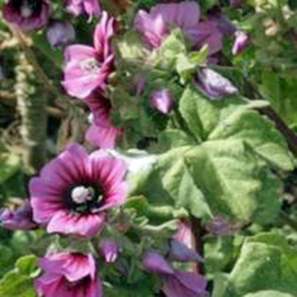 Rose Mallow mix flower seeds  pink, white, and red perennial blooms