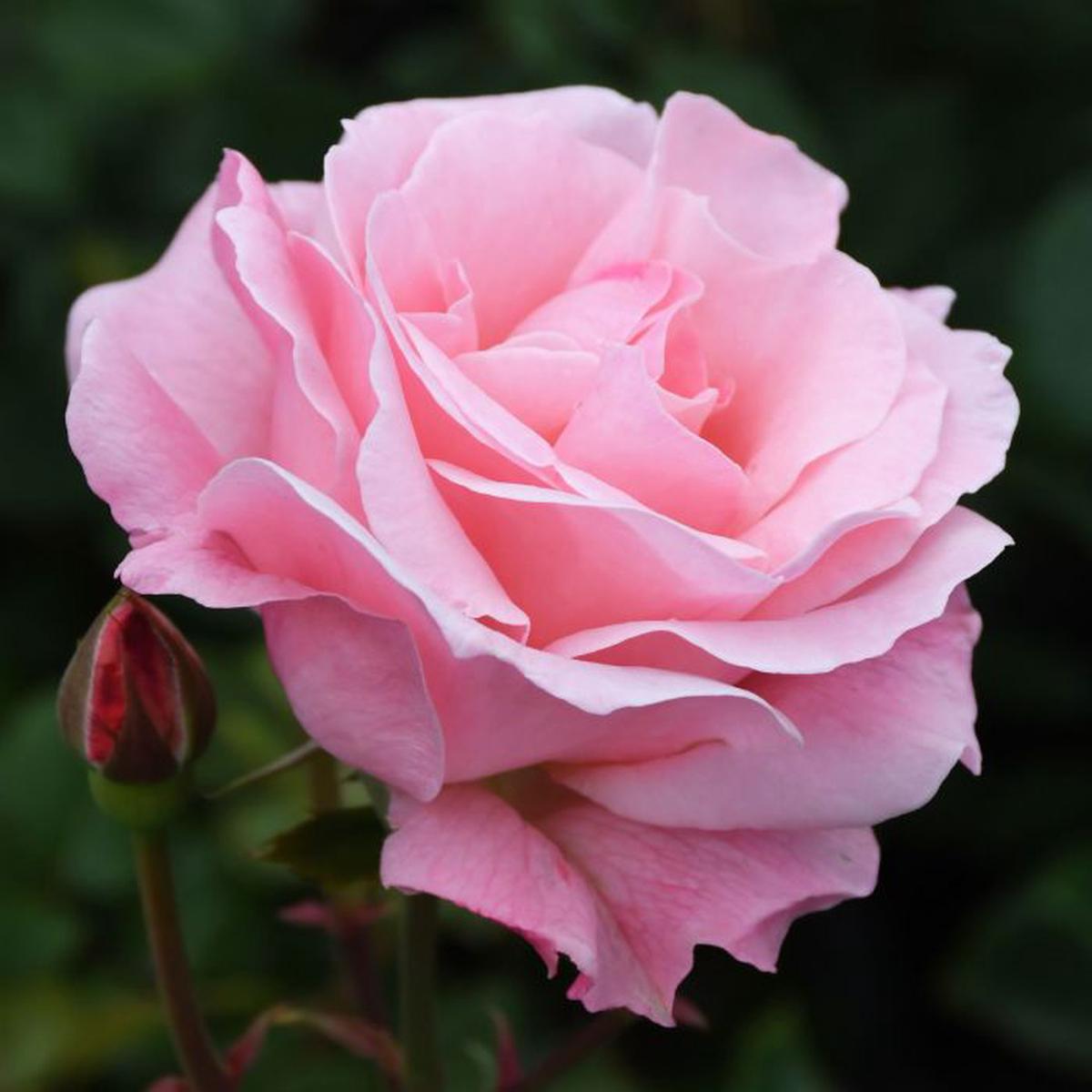 Rose Queen Elizabeth Flower Seeds for Planting Heirloom, Non-GMO, Vibrant Colors, High Germination