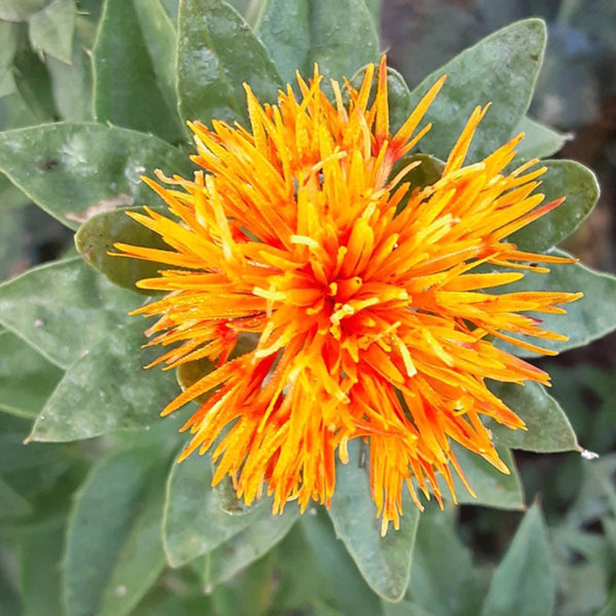 Safflower Flower seeds for Planting Colorful Display Heirloom & GMO Free Seeds for Home Garden