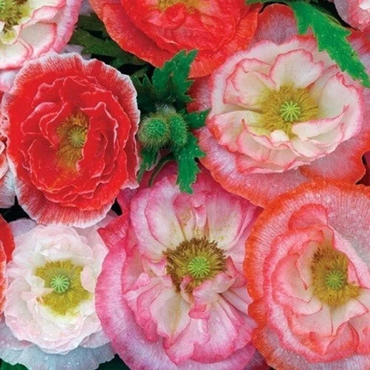 Shirley Double Mixed Poppy Seeds Gorgeous Flowers Pinks White Reds  Heirloom, Non-GMO, High Germination Organic Garden Seeds