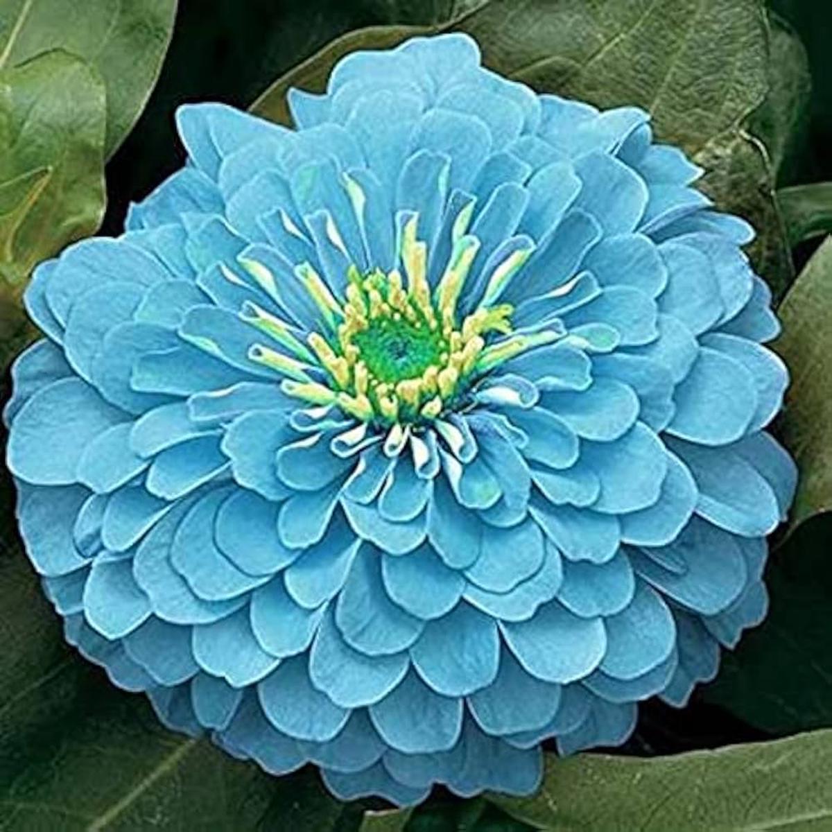 Sky Blue Zinnia Flower Seeds for Planting  Heirloom, Non-GMO, Perfect for Borders Organic Garden Seeds