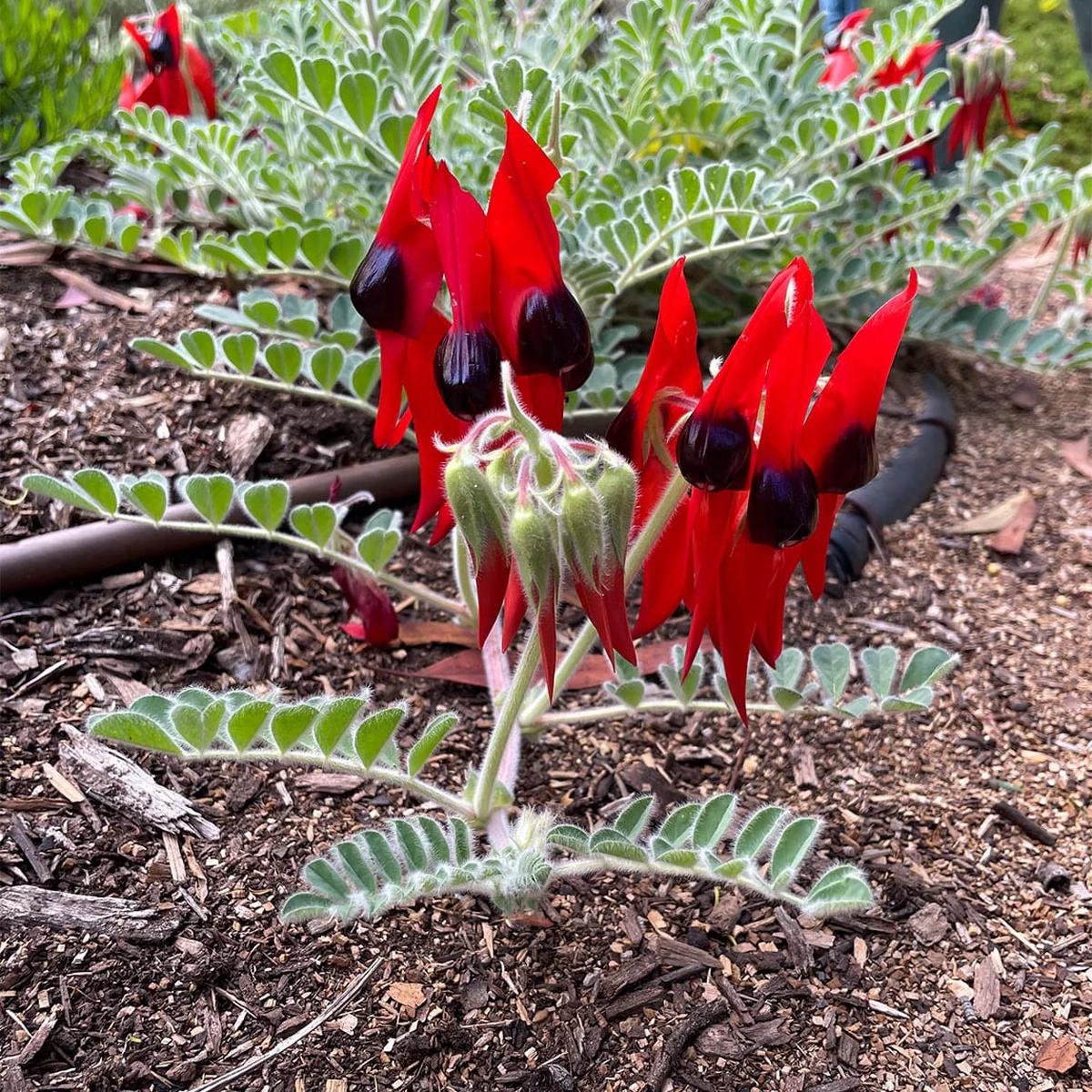 Sturt's Flower Seeds for Planting  Heirloom Non-GMO Seeds for Planting with High Germination
