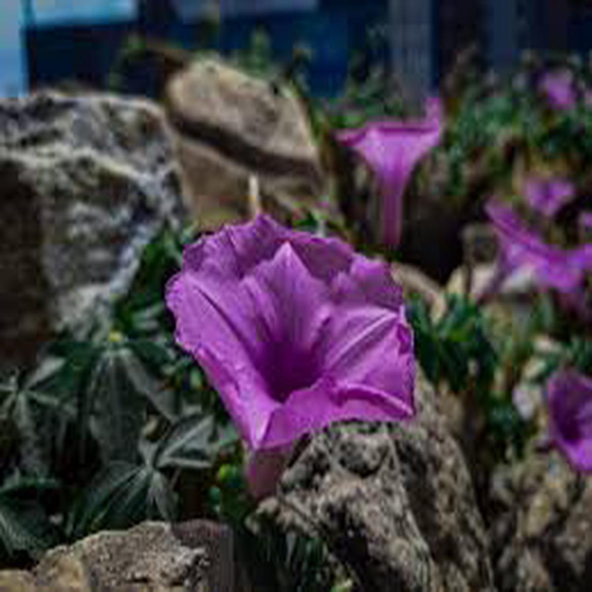 Violet Rigens Flower Seeds for Planting Wildflower Mix, Heirloom, Non-GMO, High Germination