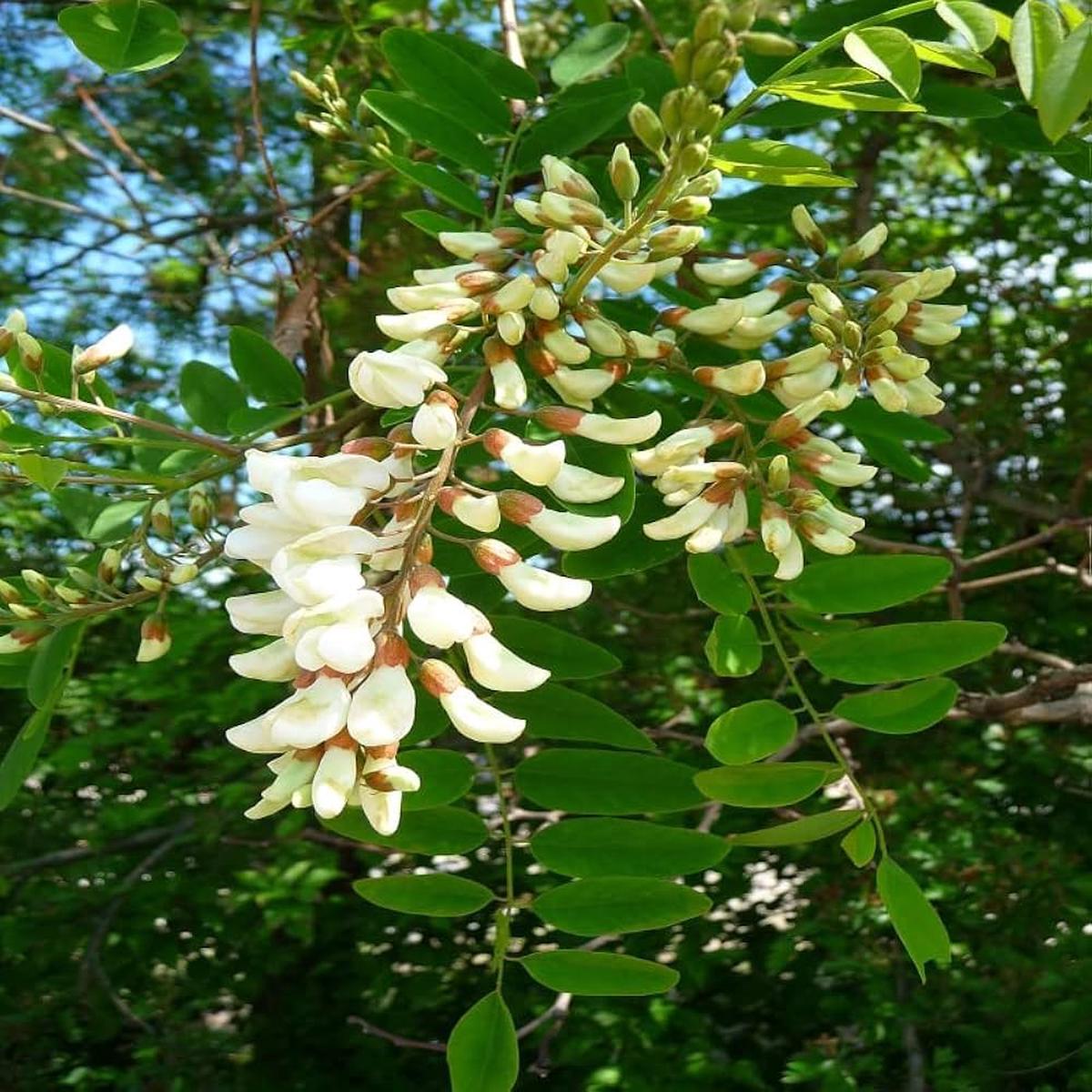 White Acacia Perennial Flower Seeds for Planting Pollinator Friendly Heirloom & GMO Free Seeds for Home Garden Sale