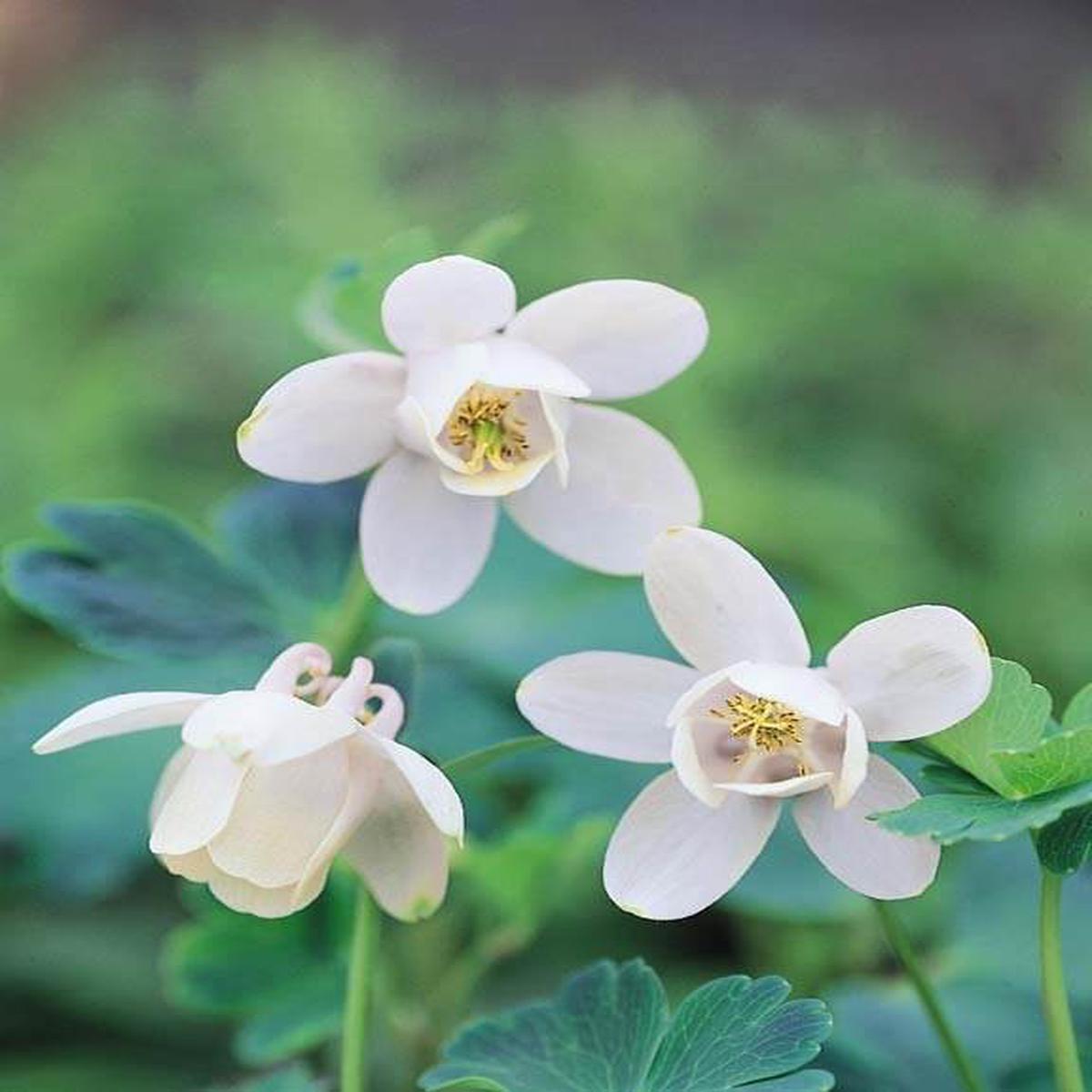 White Columbine Flower Seeds for Planting  Heirloom, Non-GMO, Wildflower Mix, High Germination