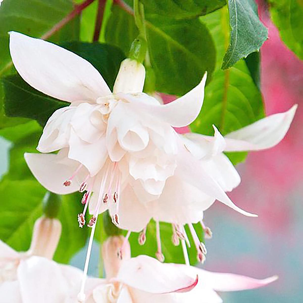 White Fuchsia Flower Seeds for Planting  Heirloom, Non-GMO, Easy to Grow, Pollinator-Friendly