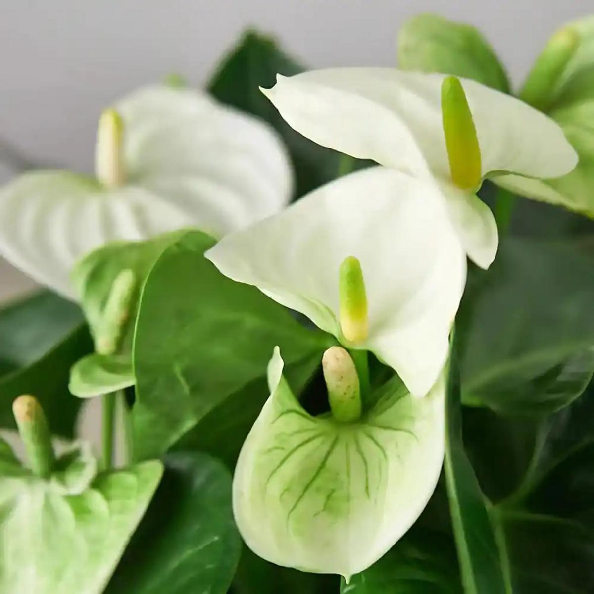 White Green Anthurium Flower Seeds for Planting Heirloom, Non-GMO, High Germination Organic Garden Seeds