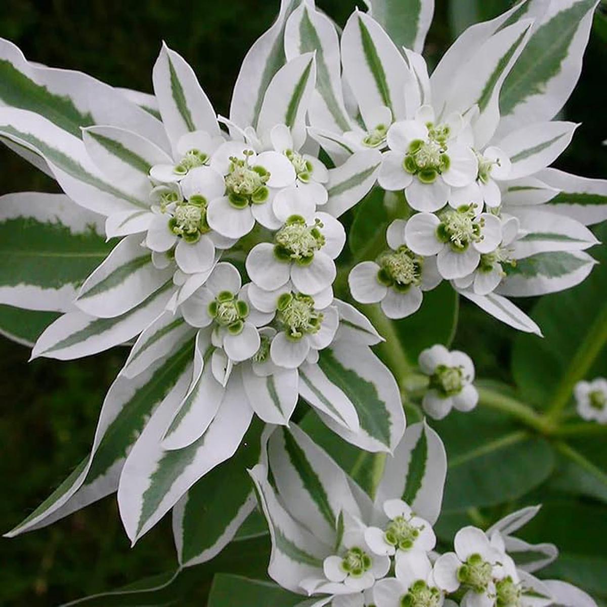 White Green Euphorbia Marginata Flower Seeds for Planting  Heirloom, Non-GMO, High Germination Organic Garden Seeds