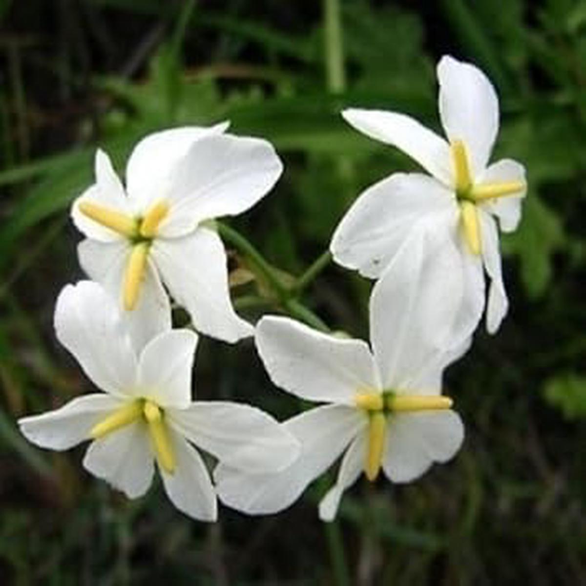 White Leucocoryne Flower Seeds for Planting  Heirloom Non-GMO Long Bloom Season Organic Garden Seeds