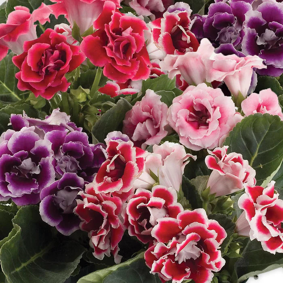 White Orange Gloxinia Flower seeds for Planting - Cottage Garden Essential, Heirloom & GMO Free Seeds for Home Garden