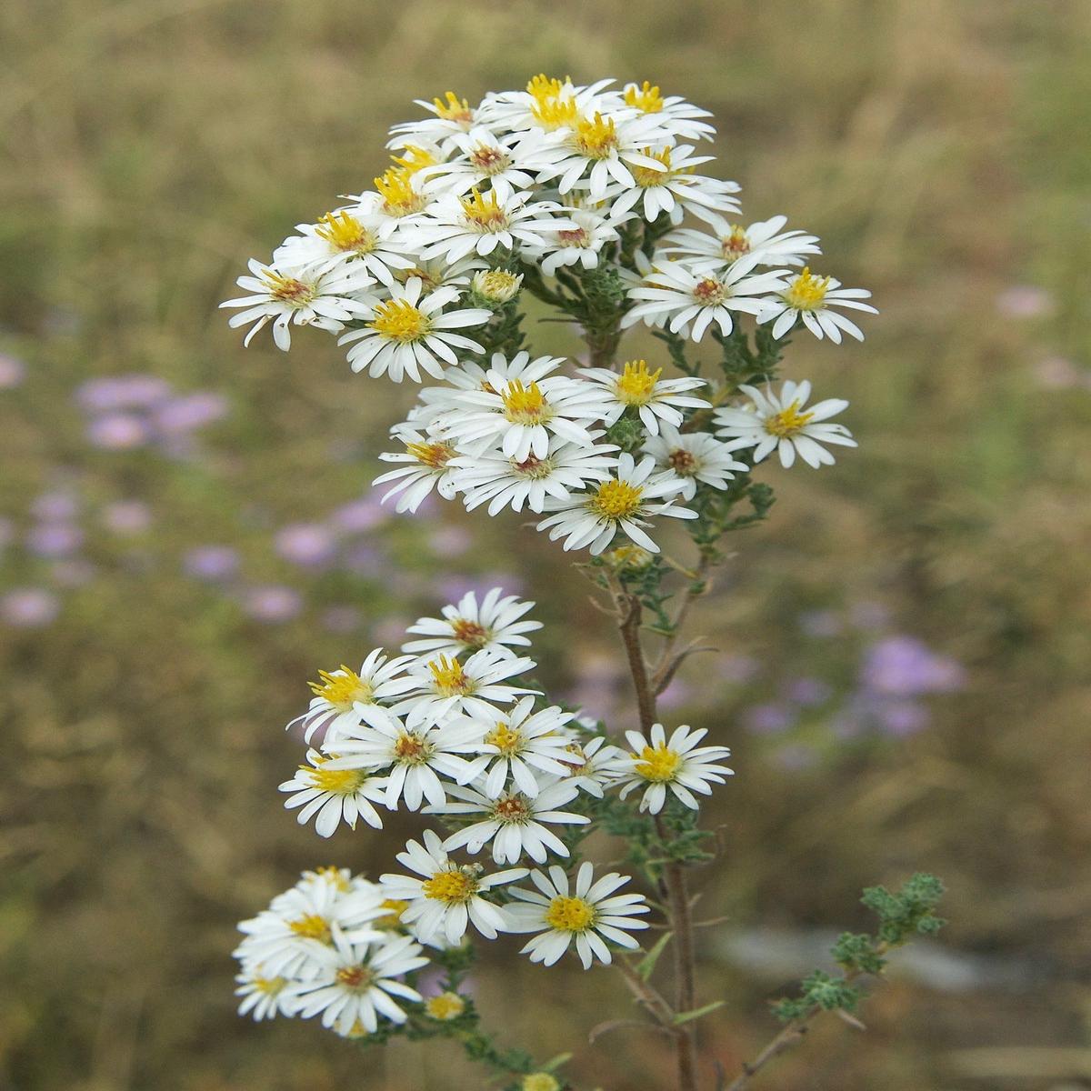 White Prairie Aster Flower seeds for Planting - Cut Flower Favorite, Heirloom & GMO Free Seeds for Home Garden