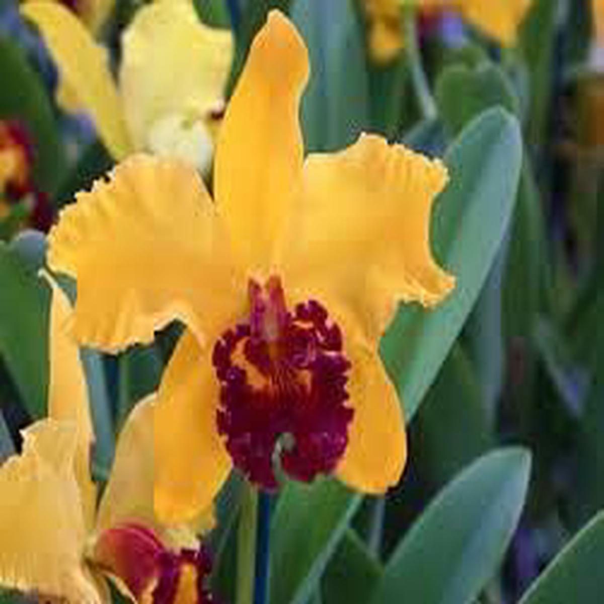 Yellow Cattleya Hybrida Flower seeds for Planting - Shade Tolerant, Heirloom & GMO Free Seeds for Home Garden