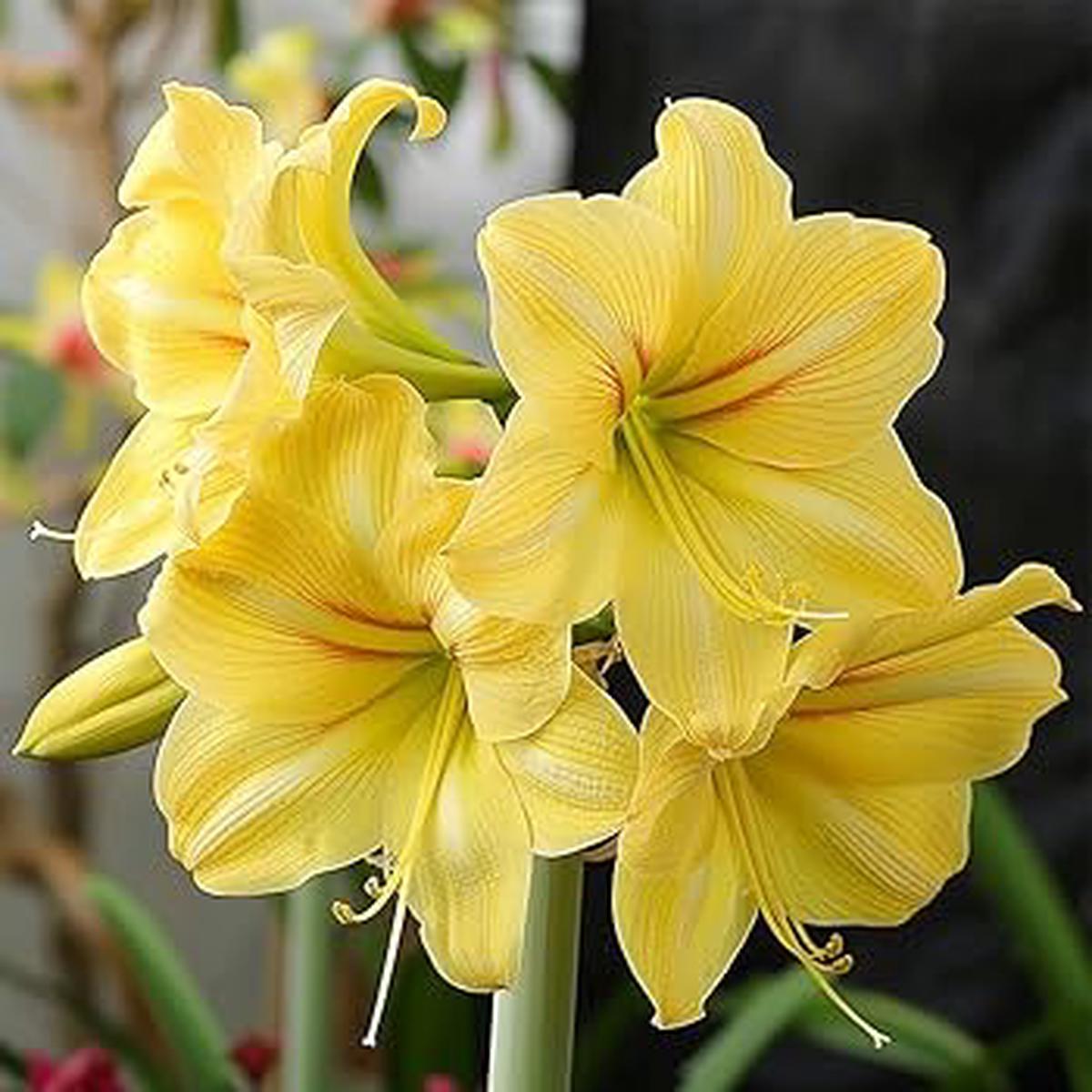 Yellow Hippeastrum Flower Seeds for Planting  Heirloom, Non-GMO, Drought Tolerant, High Germination