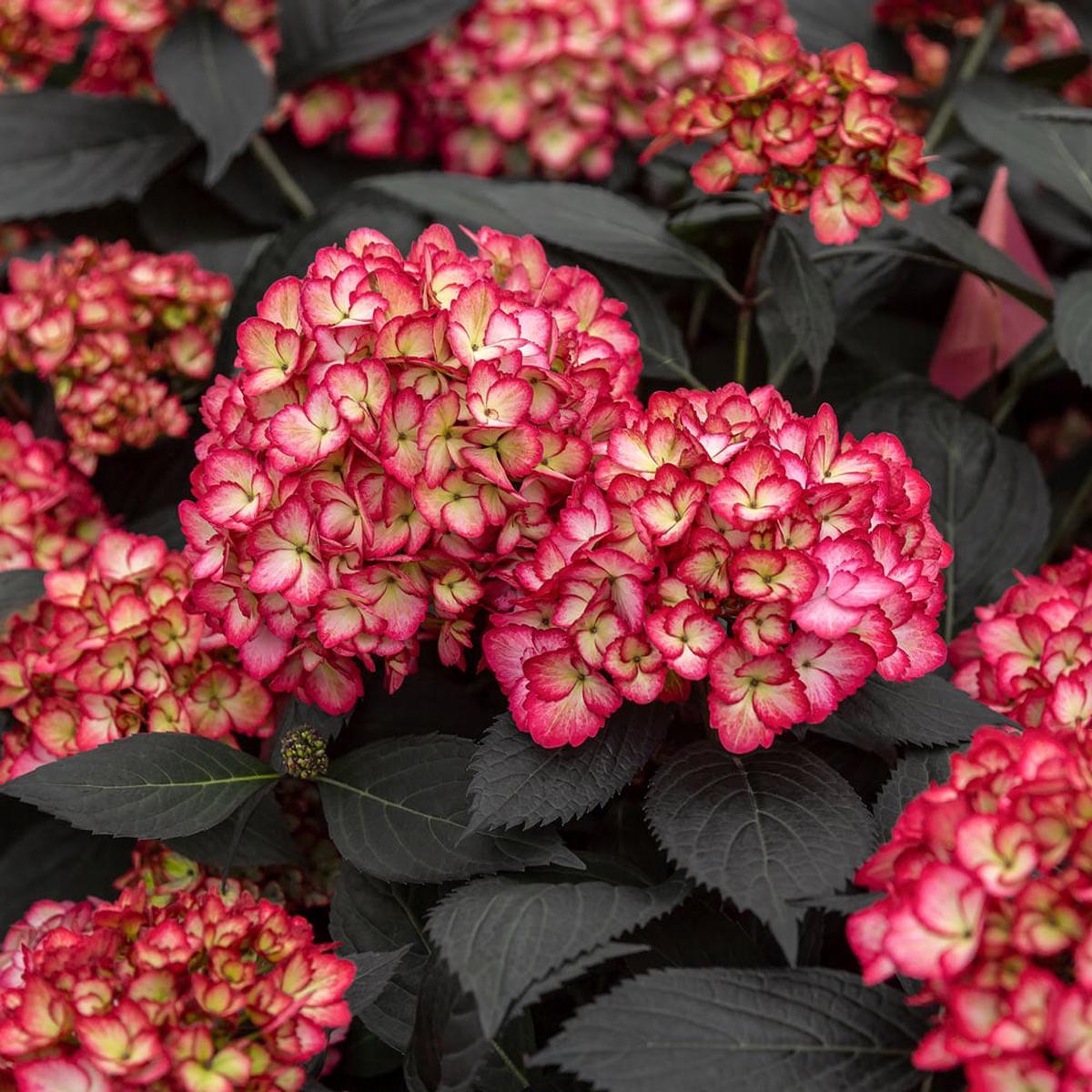 Yellow Red Hydrangea Flower Seeds for Planting Heirloom, Non-GMO, High Germination Organic Garden Seeds
