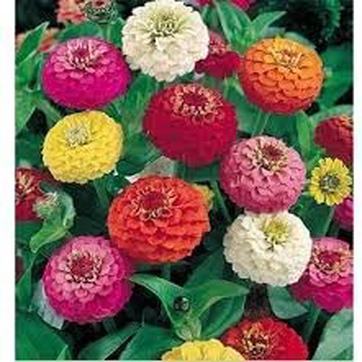 Zinnia Oklahoma Double Bloom Flower Seeds for Planting Heirloom Non-GMO Seeds for Colorful Garden Flowers