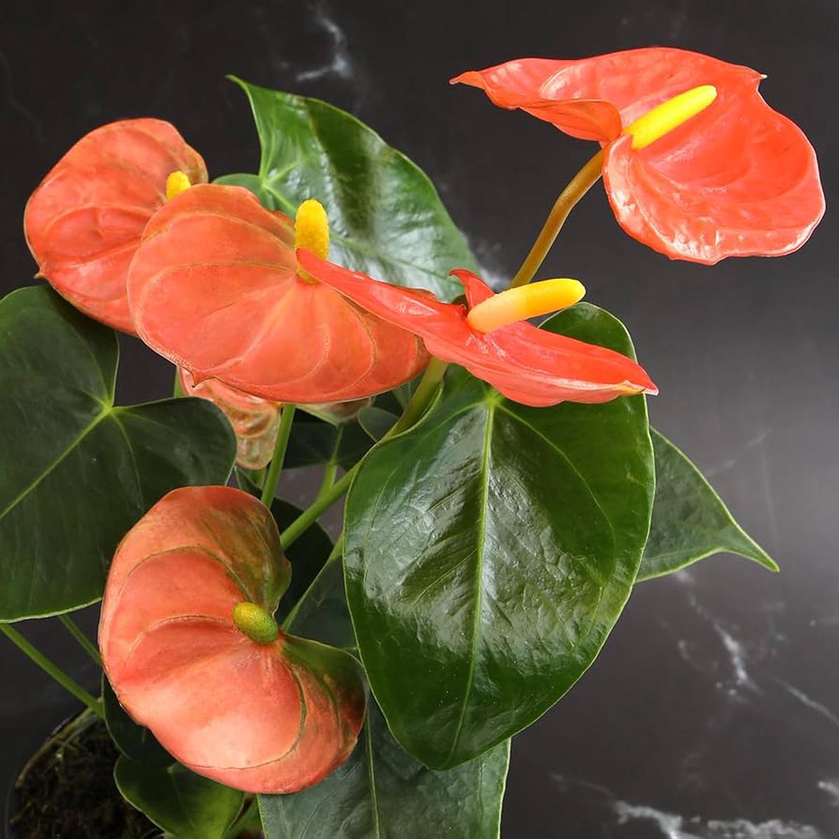 Anthurium Orange Flower Seeds for Planting  Heirloom Non-GMO, High Germination Organic Garden Seeds