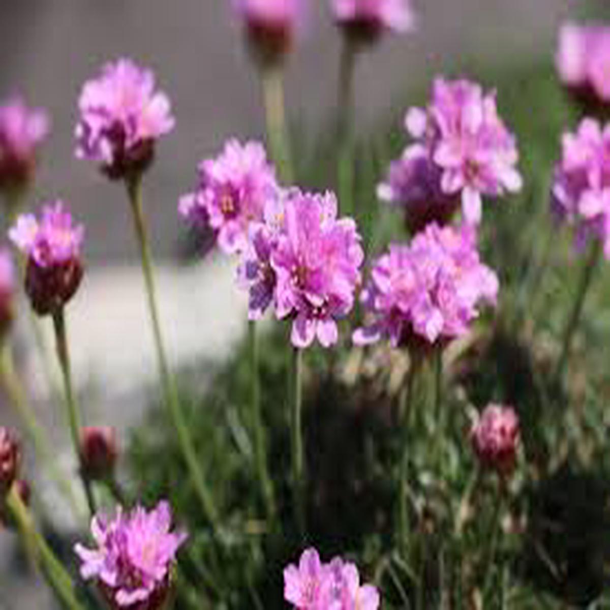Armeria Flower Seeds for Planting  Heirloom, Non-GMO, High Germination Organic Garden Seeds (100pcs)