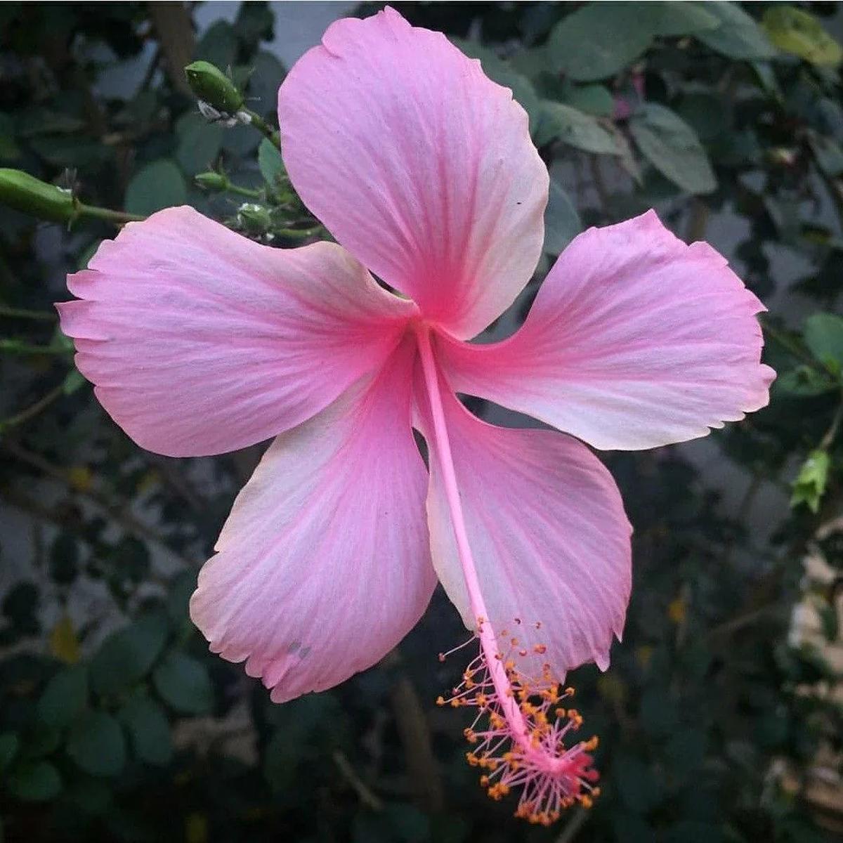 Baby Pink Hibiscus Flower seeds for Planting Garden Favorite Heirloom & GMO Free Seeds for Home Garden   Sale