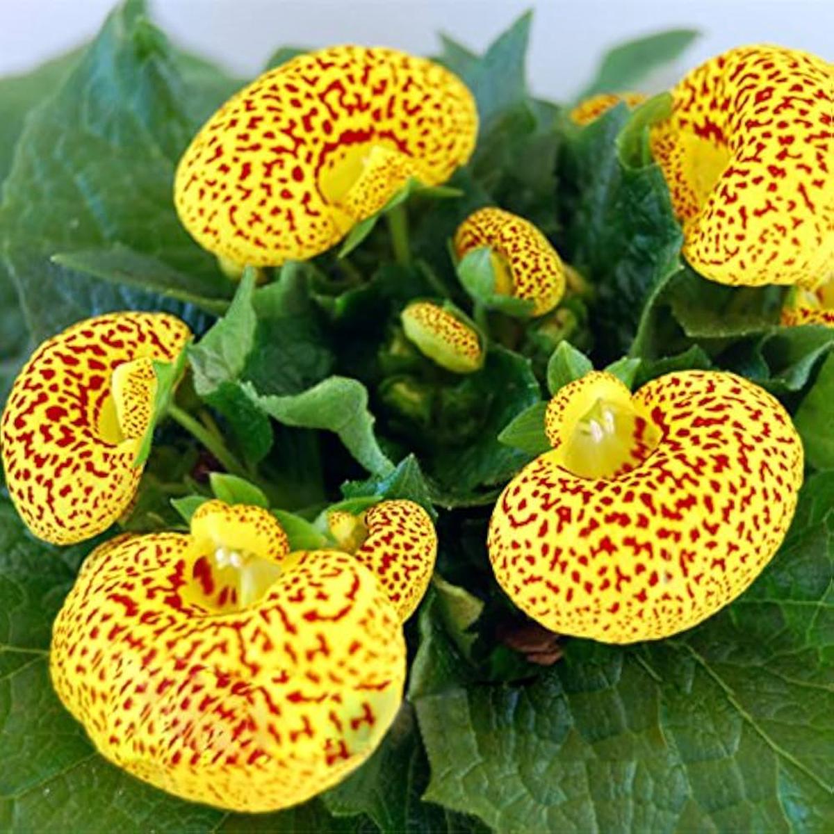 Ballerina Orchid (Calceolaria) Seeds for Planting for Home Garden and Flower Bed