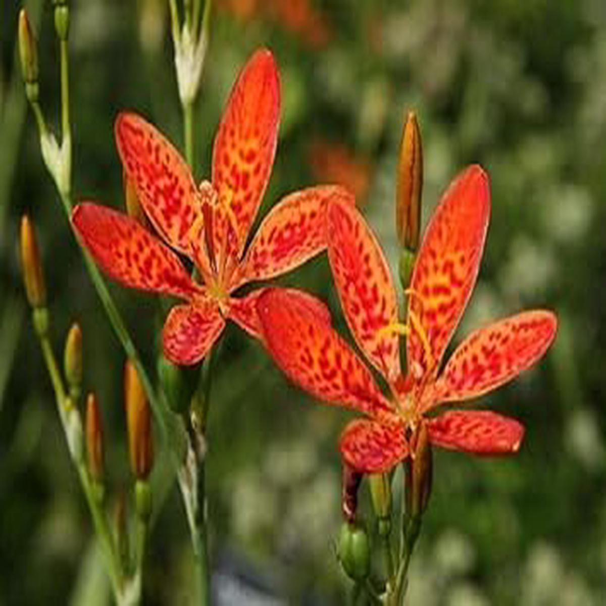 Belamcanda Flower Seeds for Planting Heirloom, Non-GMO, Hardy Variety Organic Garden Seeds