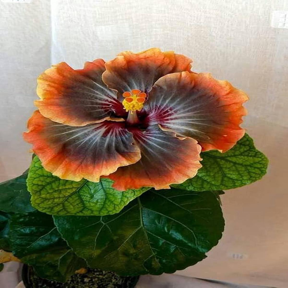 Black Orange Hibiscus Flower Seeds for Planting Heirloom, Non-GMO, Pollinator Friendly, High Germination