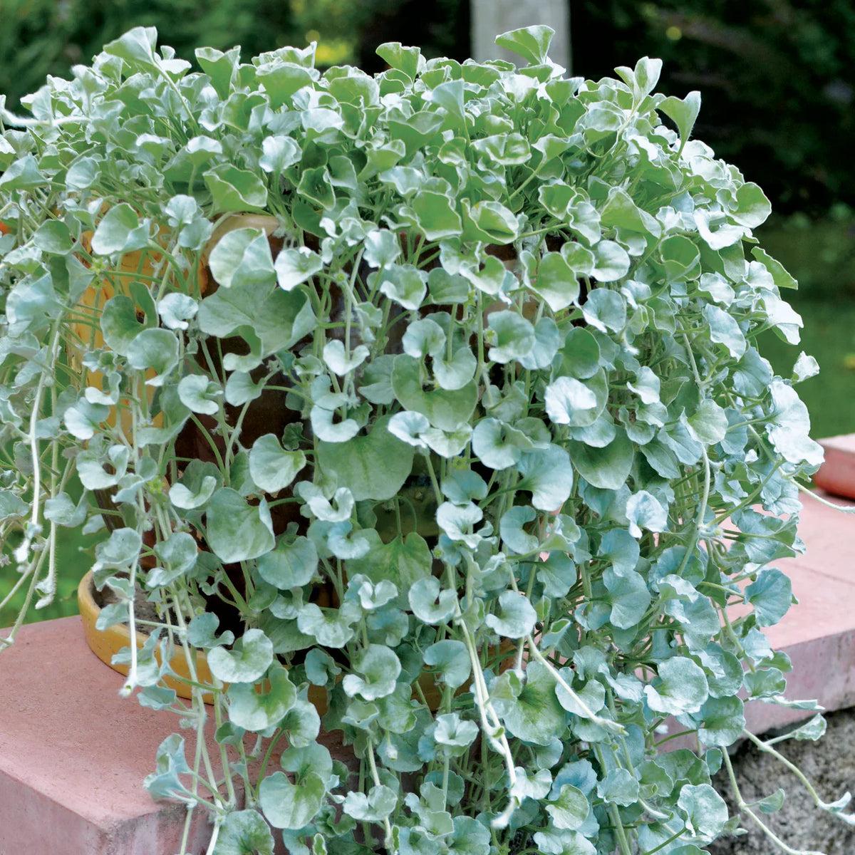 Blue Dichondra Flower seeds for Planting - Pollinator Friendly, Heirloom & GMO Free Seeds for Home Garden