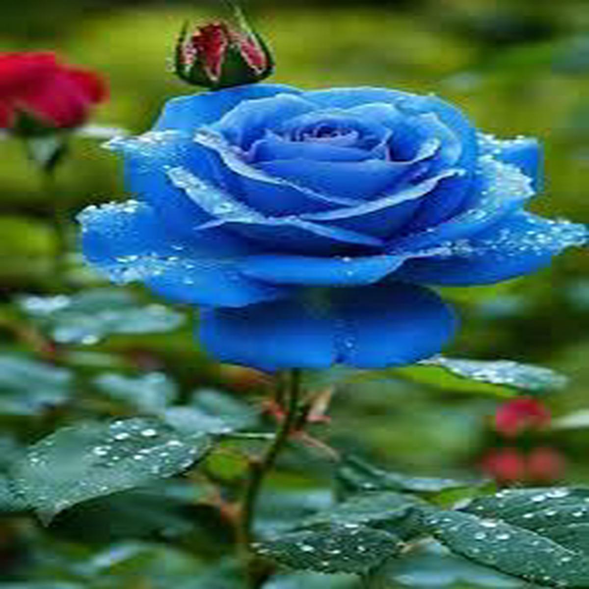 Blue Rose Flower Seeds for Planting  Sun Loving, Heirloom, Non-GMO, High Germination Organic Garden Seeds