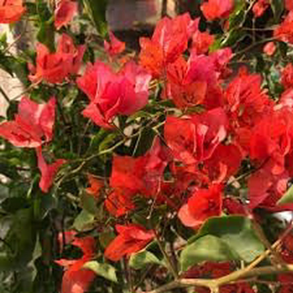Bougainvillea Flower Seeds for Garden Planting Non-GMO Heirloom Organic Garden Seeds, High Germination
