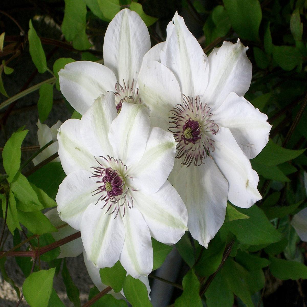 Brown White Clematis Flower seeds for Planting Wildflower Mix Heirloom & GMO Free Seeds for Home Garden