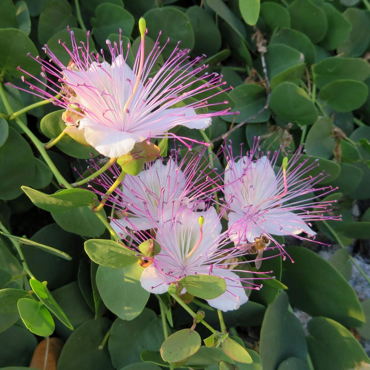 Caper Flower Seeds for Planting - Heirloom, Non-GMO, High Germination Organic Garden Seeds