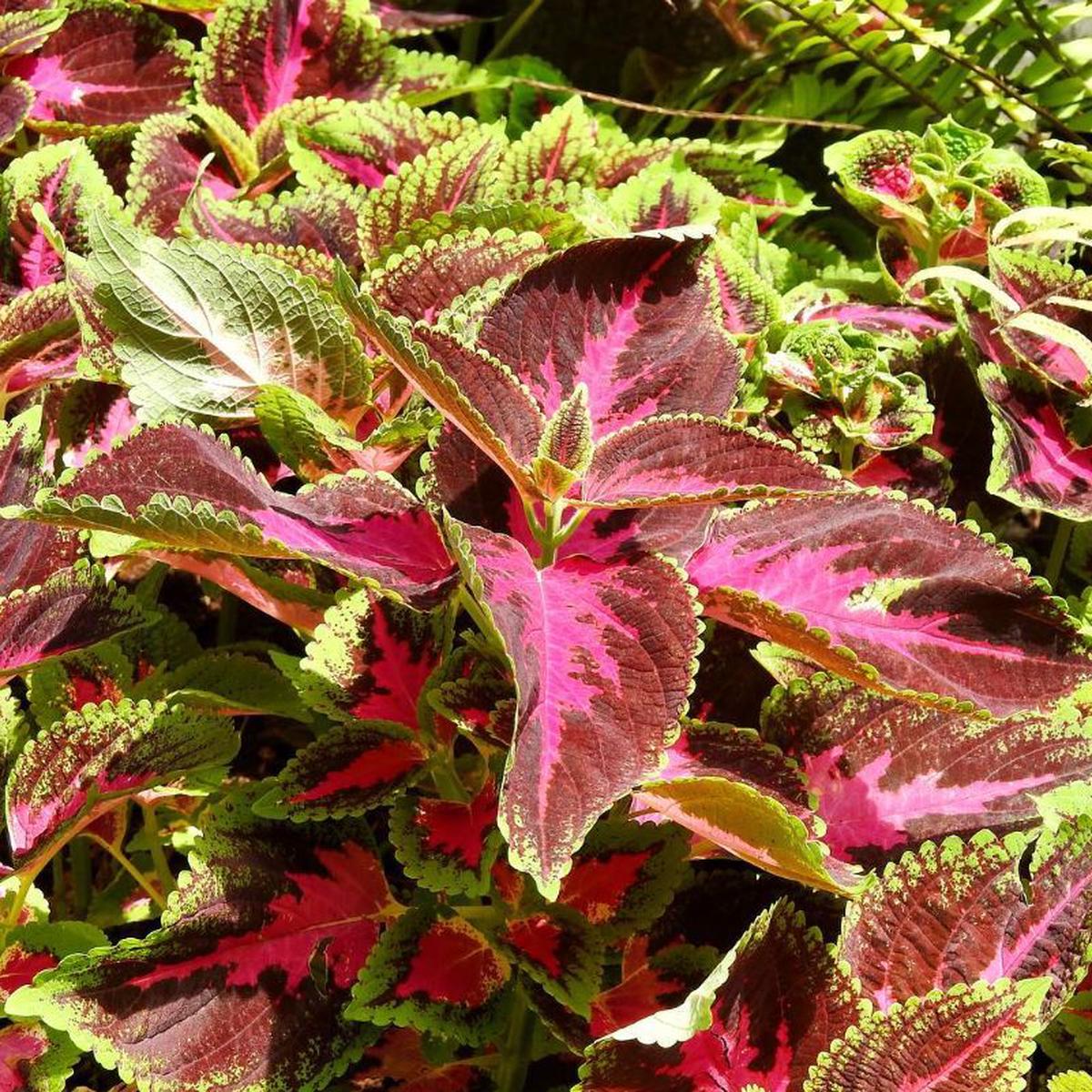 Coleus Flower Seeds for Planting  Sun Loving Heirloom Non-GMO Garden Seeds