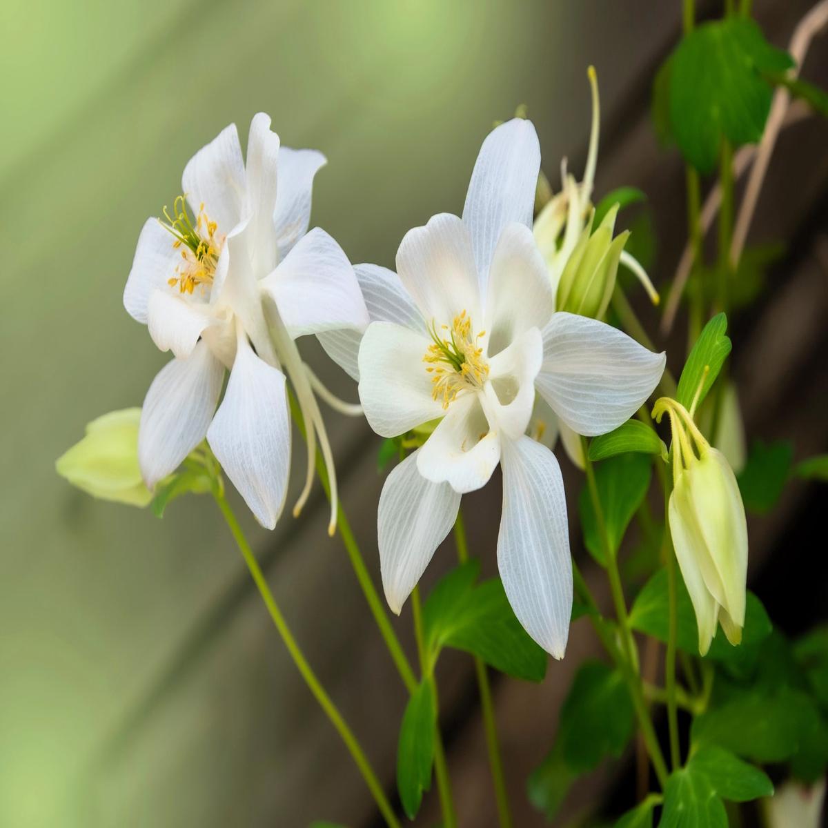 Columbine Aquilegia Vulgaris Perennial White Flower Seeds for Planting  Ideal for Woodland Gardens and Seasonal Blooms
