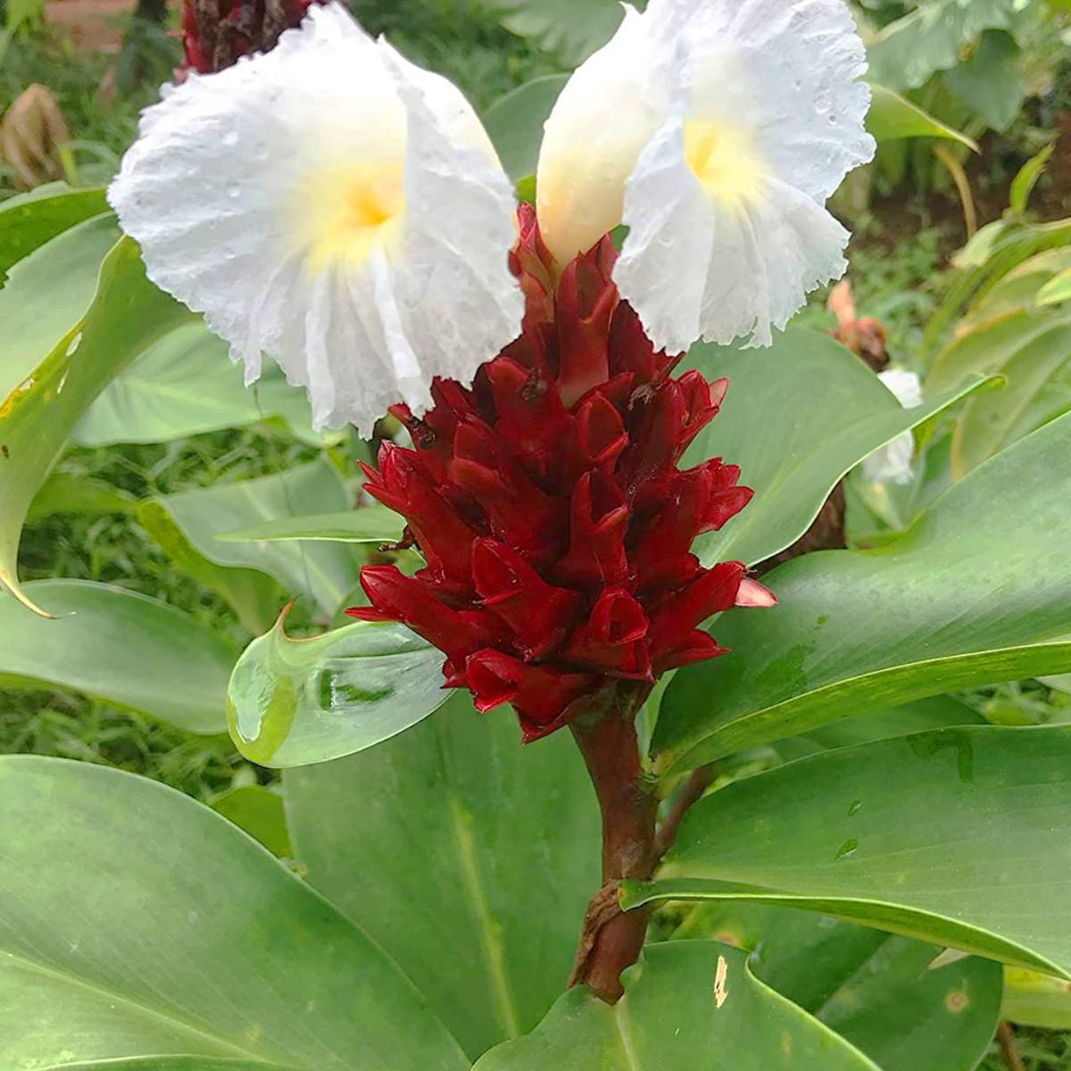 Costus Speciosus Flower Seeds  Heirloom Non-GMO Spiral Ginger, Tropical Garden Blooms, High Germination Seeds