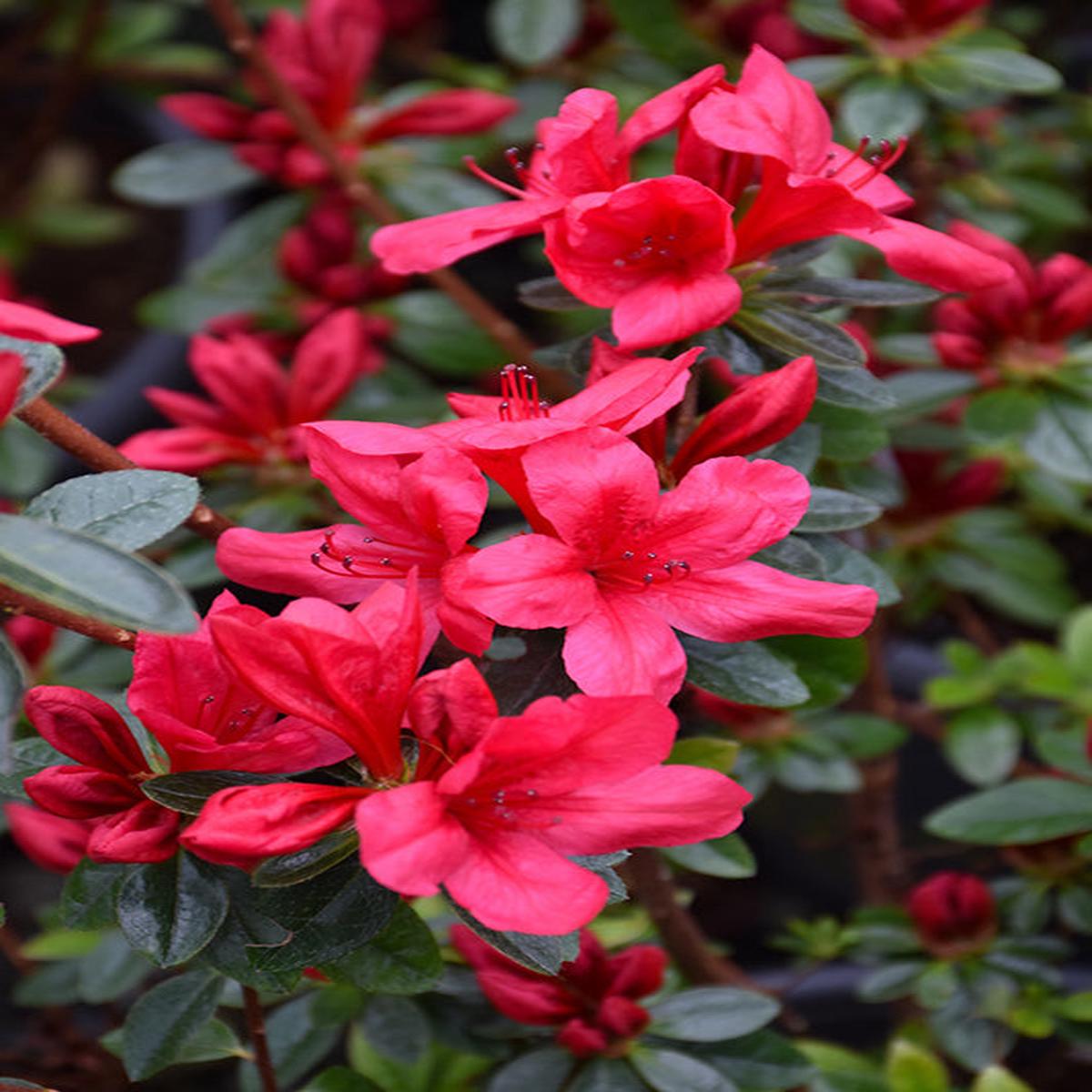 Dark Red Azalea Flower Seeds for Planting  Heirloom, Non-GMO, Pollinator Friendly, High Germination Organic Garden Seeds