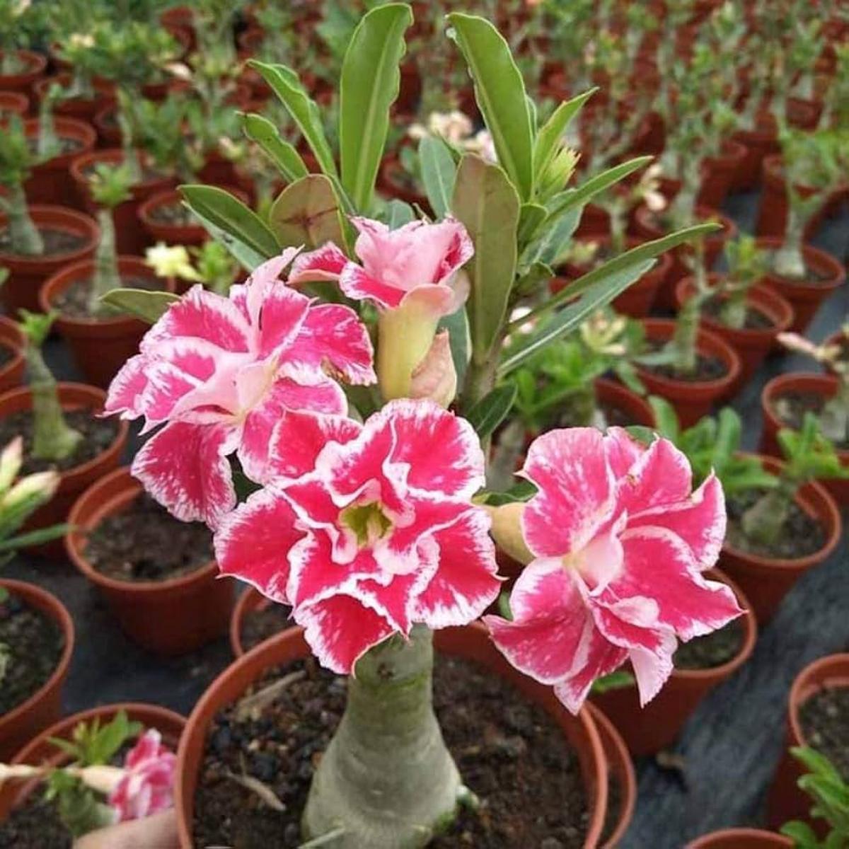 Double White Desert Rose Seeds for Planting Adenium  Heirloom, Non-GMO