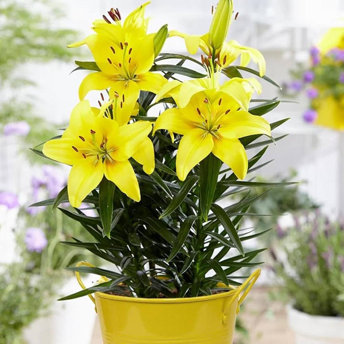 Elegant Lily Plant Seeds Lilium for Planting in Flower Bed & Garden