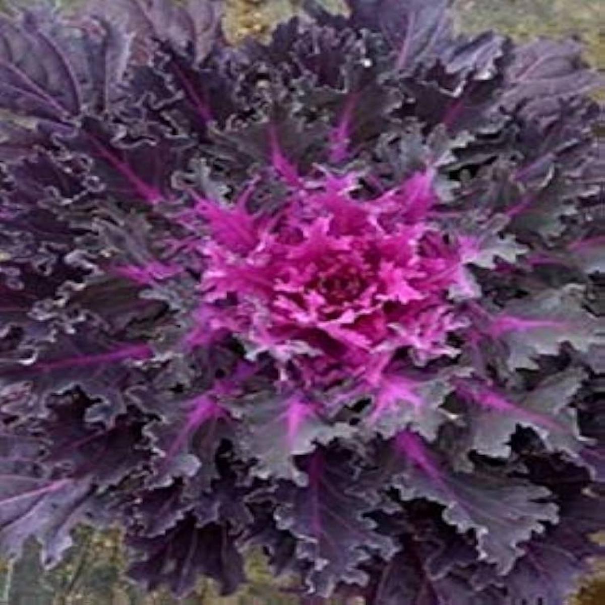 Flowering Cabbage Coral Queen Seeds for Planting Home Garden Pots