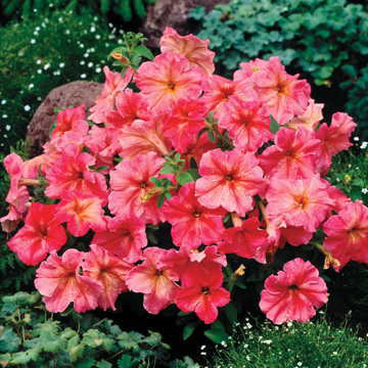 Fragolino Petunia Seeds | Dolcissima Style Strawberry-Pink Petunia  Heirloom, Non-GMO, High Germination Organic Garden Seeds