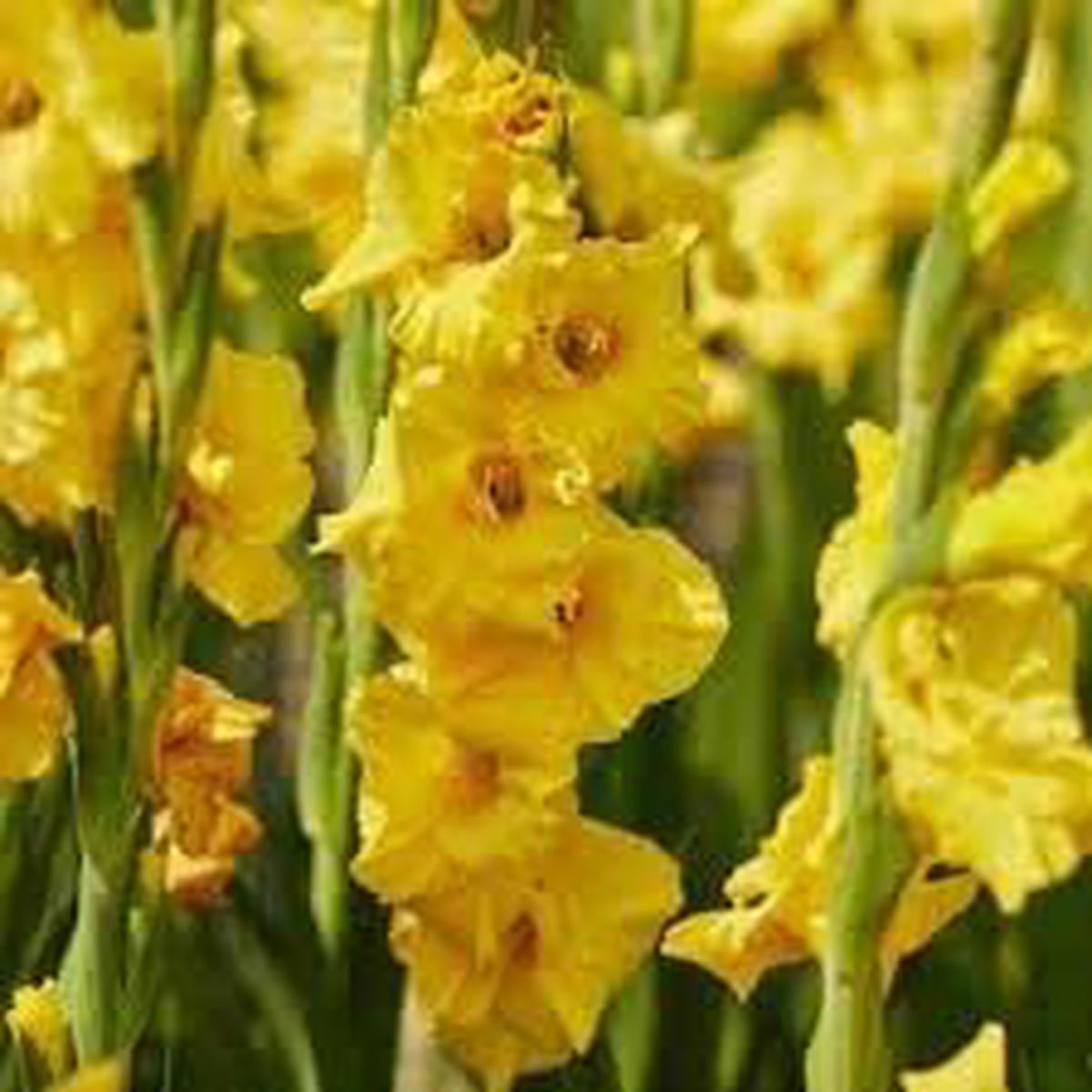 Gladiolus Flower Seeds for Planting  Heirloom, Non-GMO, Vibrant Colors Organic Garden Seeds