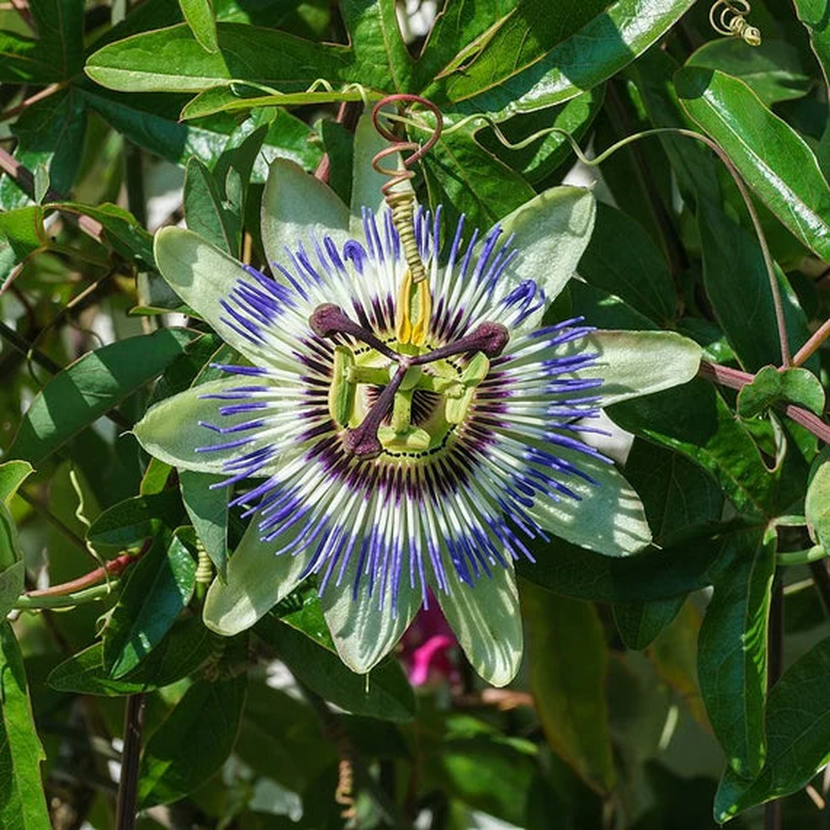 Heirloom Blue Passion Flower Seeds Non-GMO Exotic Bloom | High Germination Organic Garden Seeds for Planting