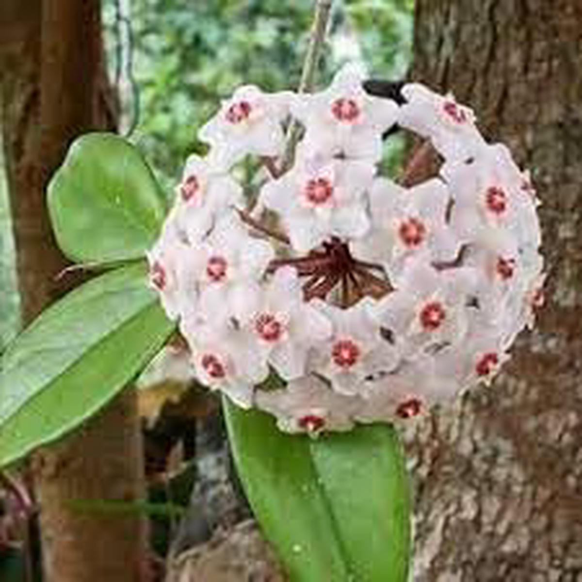 Heirloom Hoya Orchid Flower Seeds for Planting  Low Maintenance, Non-GMO, High Germination Organic Garden Seeds