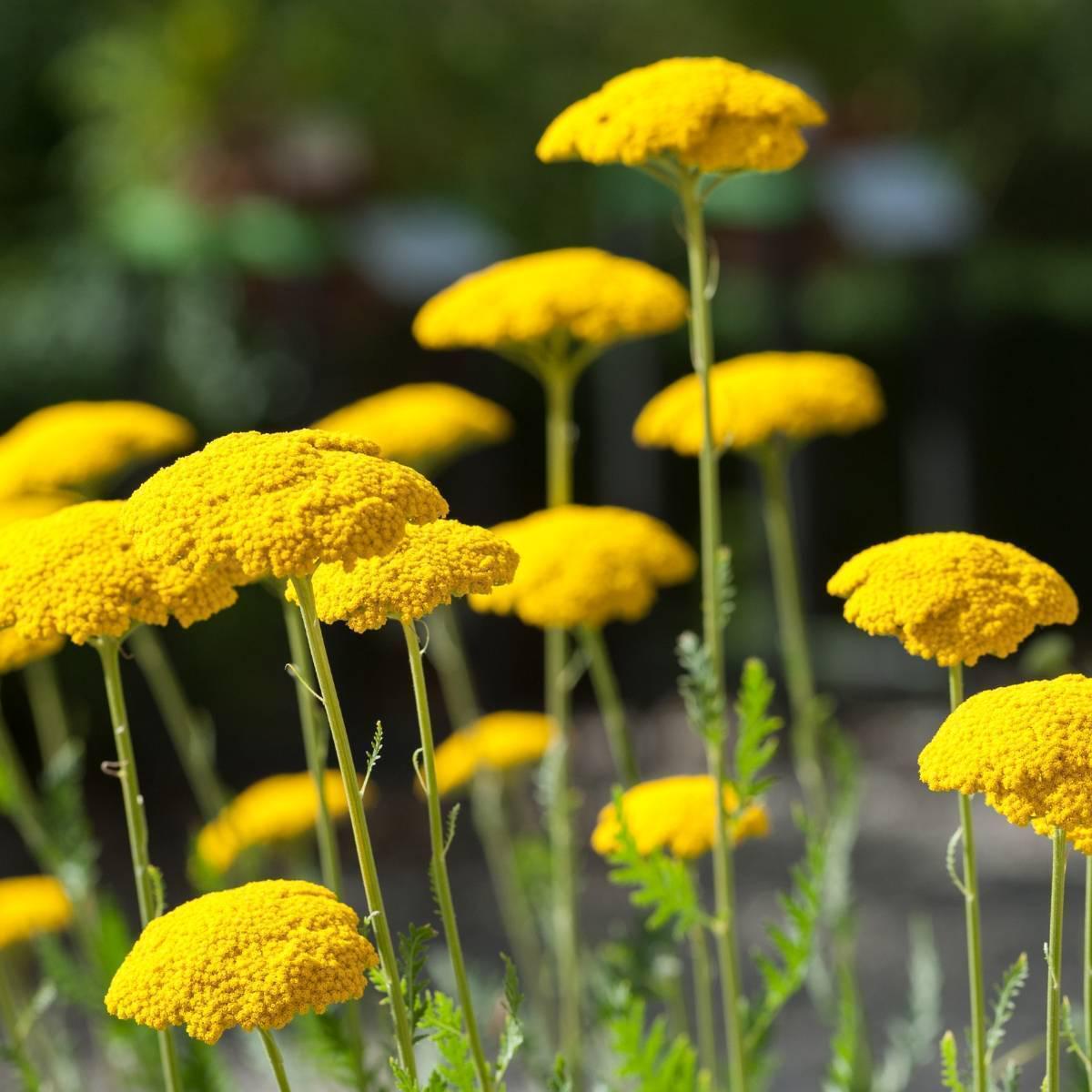 Heirloom Non-GMO Colorado Perennial Flower Seeds for Planting  Colorful Long-Lasting Garden Blooms